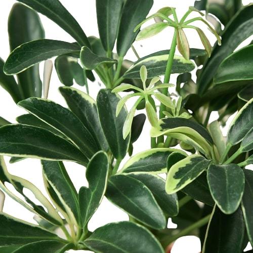 Schefflera Moonlight 'Umbrella Plant'