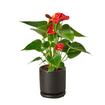 Anthurium 'Red'