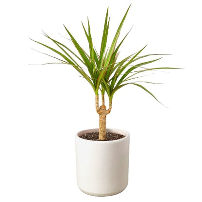 Dracaena Marginata Cane